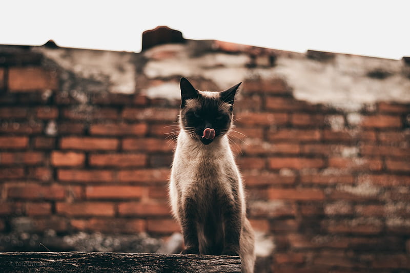 cat, siamese, protruding tongue, funny, pet, HD wallpaper