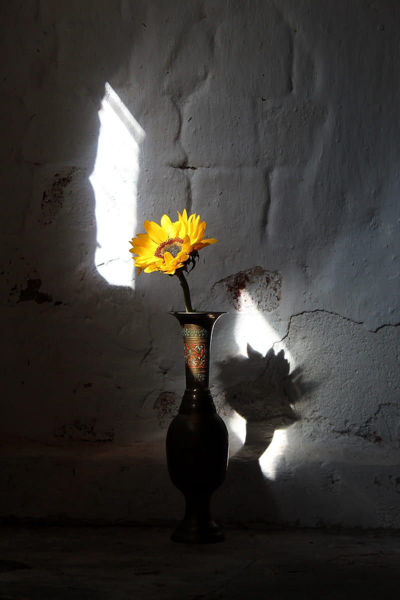 sunflower, flower, vase, rays, wall, HD phone wallpaper