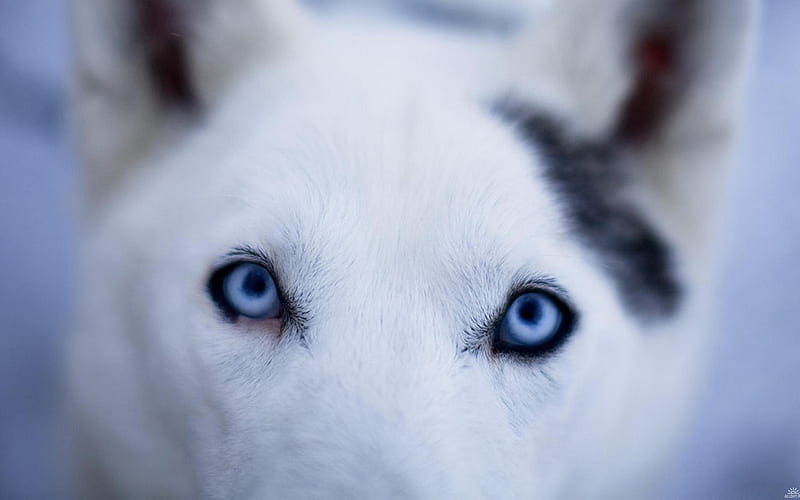 husky close up-Animal graphy, HD wallpaper