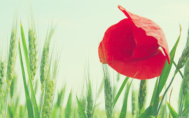 The Catcher in the poppy-Fresh and natural flowers, HD wallpaper