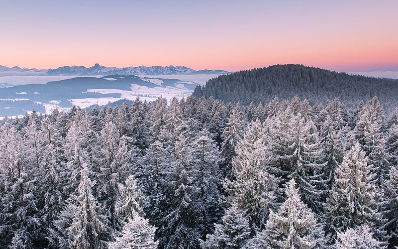 sunset, winter, forest, snow, trees, winter landscape, HD wallpaper