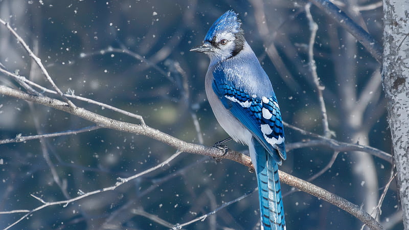 Blue Jay (Cyanocitta cristata), blue jay, bird, winter, gaita, pasari, iarna, HD wallpaper