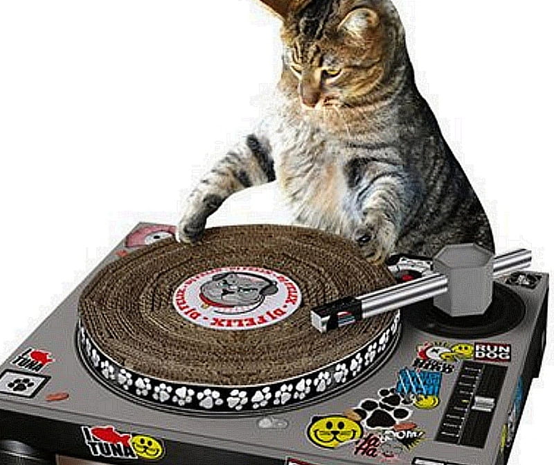 disk jockey, cat, disk, jockey, animal, HD wallpaper