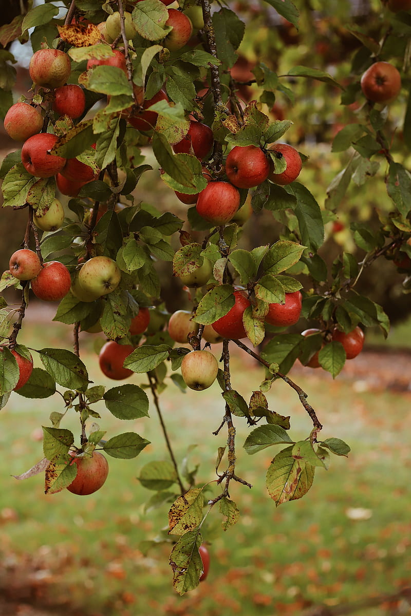 apples, garden, fruit, harvest, autumn, HD phone wallpaper