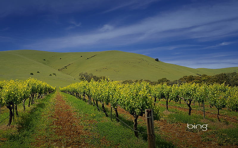 Barossa Valley Barossa Valley vineyard, HD wallpaper