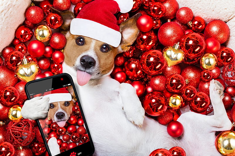 Selfie, red, craciun, christmas, paw, caine, animal, hat, santa, ball ...