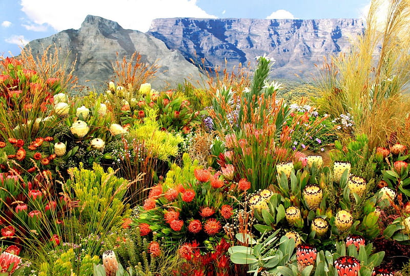 CAPE SPRING, cape town, grass, proteas, fynbos, south africa, mountains, plants, flowers, fields, HD wallpaper