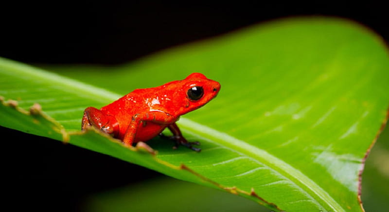LITTLE RED FROG, POISON, FROG, RED, LITTLE, HD wallpaper