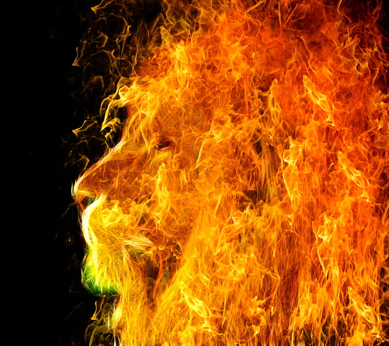 Fire Lion, HD wallpaper