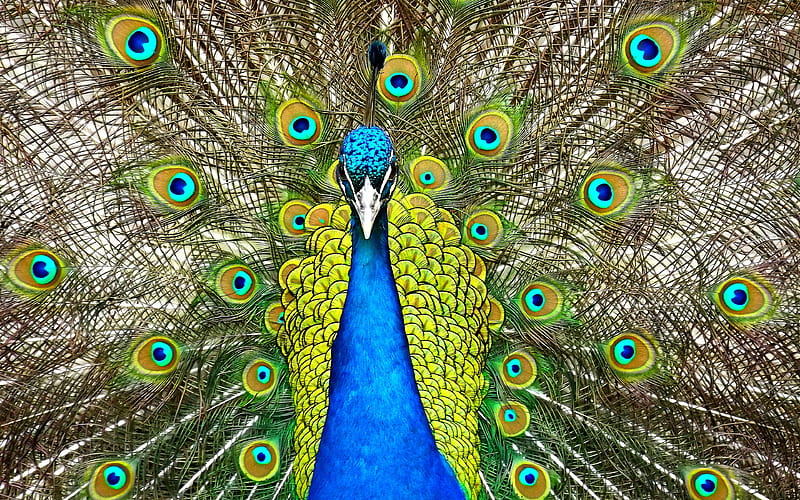 Peafowl , Peacock, Iridescent colouration, Peahen, Display, Peafowl, HD wallpaper