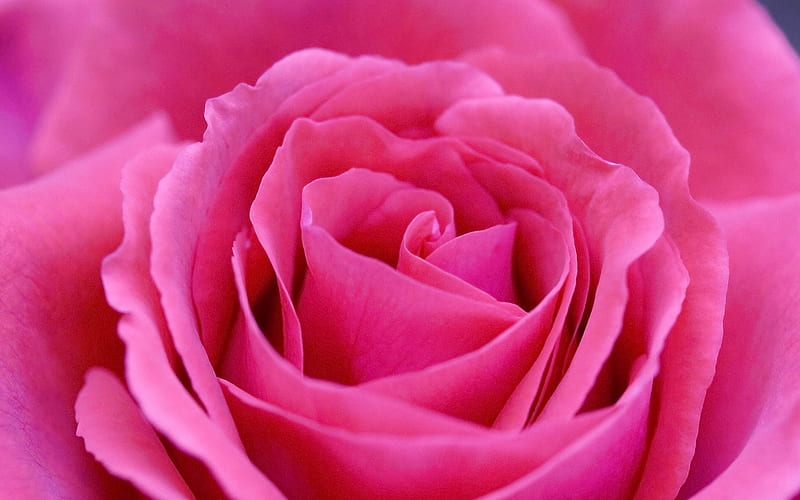 big red rose flower .jpg, red, ruffles, big, bloom, love, HD wallpaper