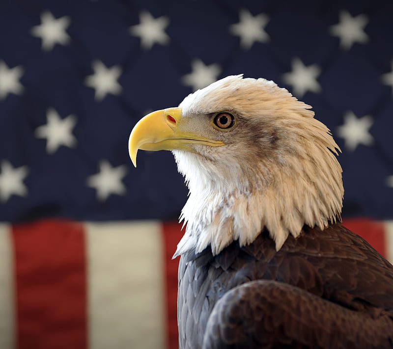 America Eagle, bird, flag, united states, usa, HD wallpaper