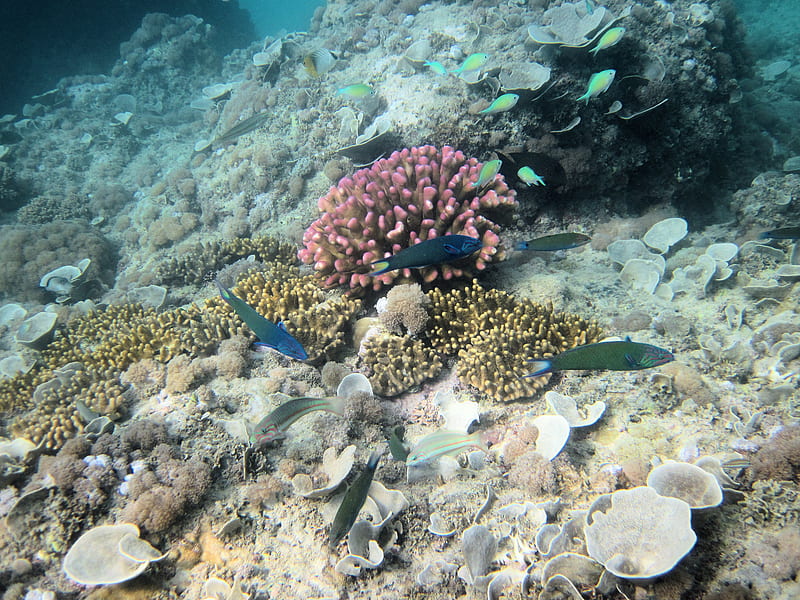 Red Sea Coastal Habitat, ecology, wrasse, red sea, fish, nature, HD wallpaper