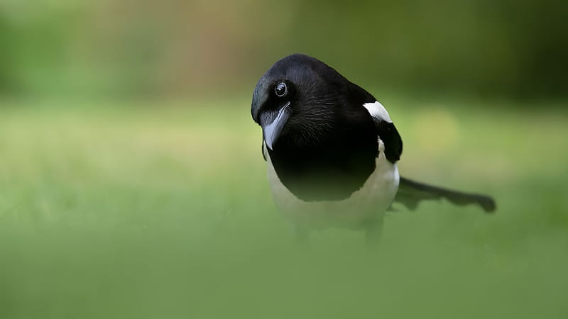 Black White Magpie Bird Is Standing In Green Blur Background Birds, HD wallpaper