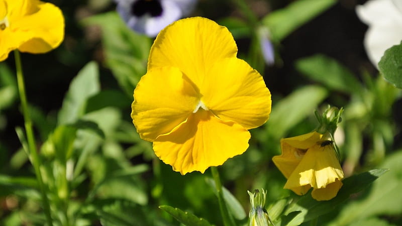 Yellow Pansy, plant, flower, yellow, nature, petals, pansy, HD wallpaper