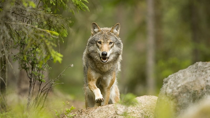 Sonrisa de un lobo salvaje, vida silvestre, naturaleza, lobo, lobos,  animales, Fondo de pantalla HD | Peakpx