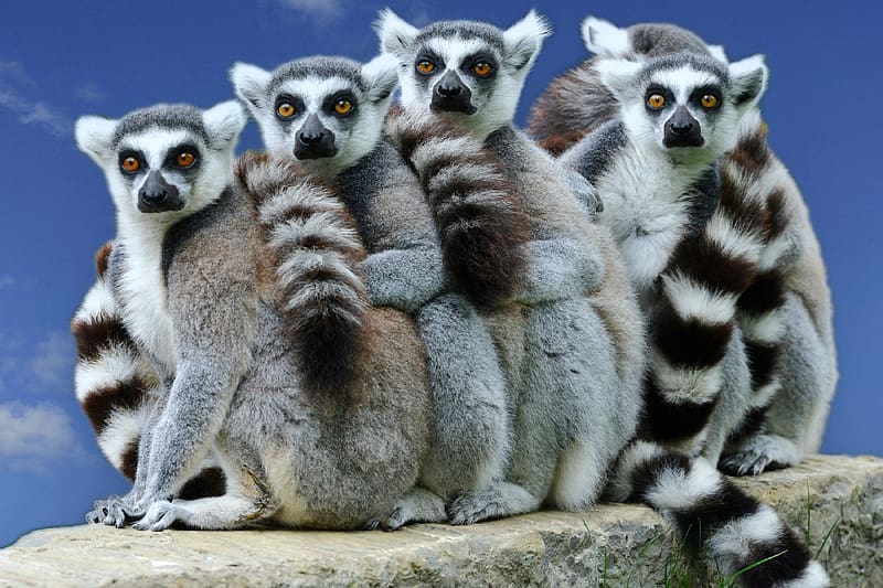 Group of Ring Tailed Lemurs, group, ring tailed, lemurs, animals, HD wallpaper