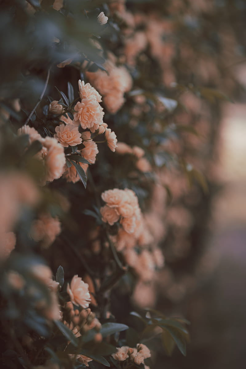 rose, bushes, flowers, flowering, gentle, HD phone wallpaper