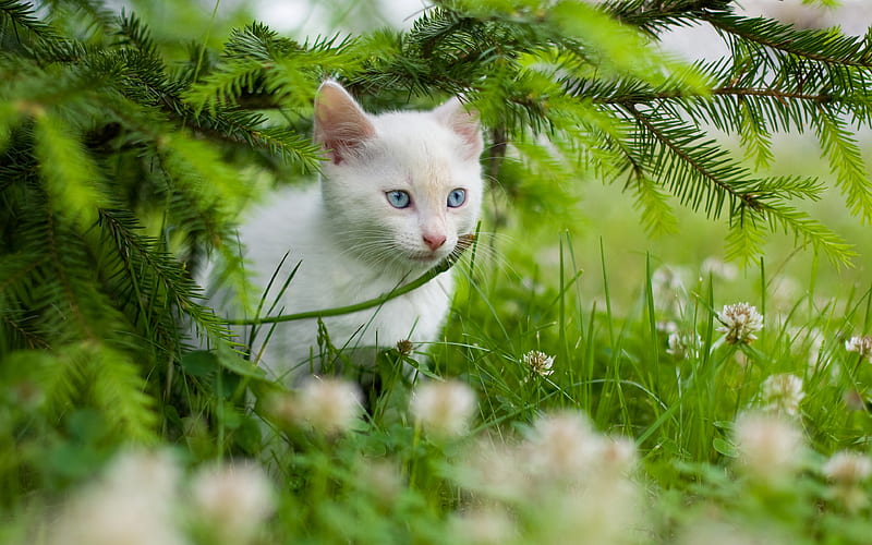 Ragdoll kitten, grass, cute animals, cats, pets, Ragdoll Cat, HD wallpaper