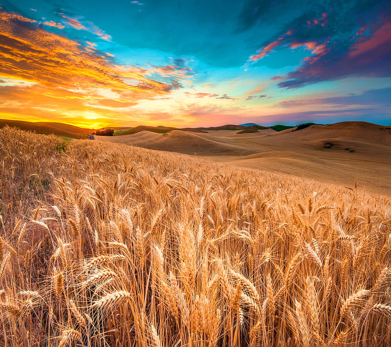 Wheat Field, color sky, sunset nature, HD wallpaper