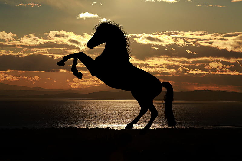 Horse Sunset Sea Light Reflections , horse, animals, reflections, sea, silhouette, HD wallpaper