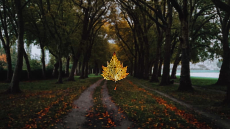Leaf With Blur Background Of Trees And Pathway During Fall Nature, HD  wallpaper | Peakpx