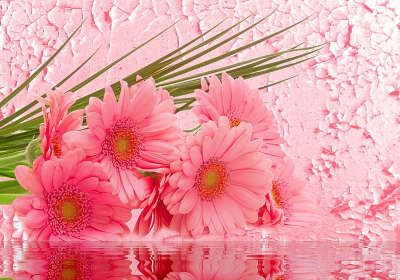 Pink gerberas, pretty, wet, bonito, nice, flowers, reflection, pink, harmony, amazing, gerberas, lovely, delicate, wall, gift, water, bouquet, hop, petals, HD wallpaper