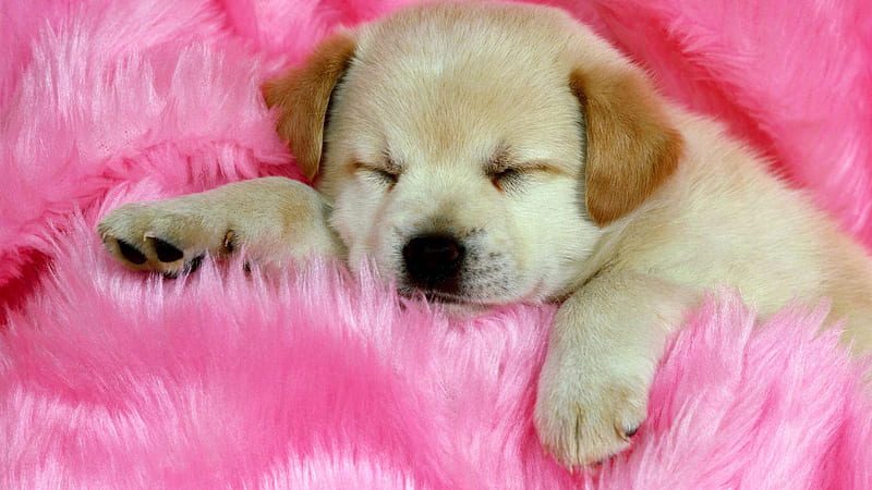 Cute Puppy Is Sleeping On Soft Pink Woolen Blanket Pink, HD wallpaper