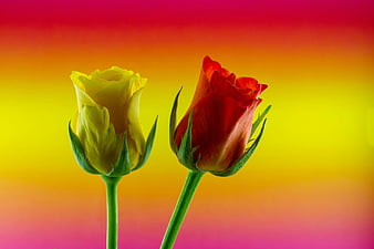 Hd Two Red Rose Flowers Wallpapers Peakpx