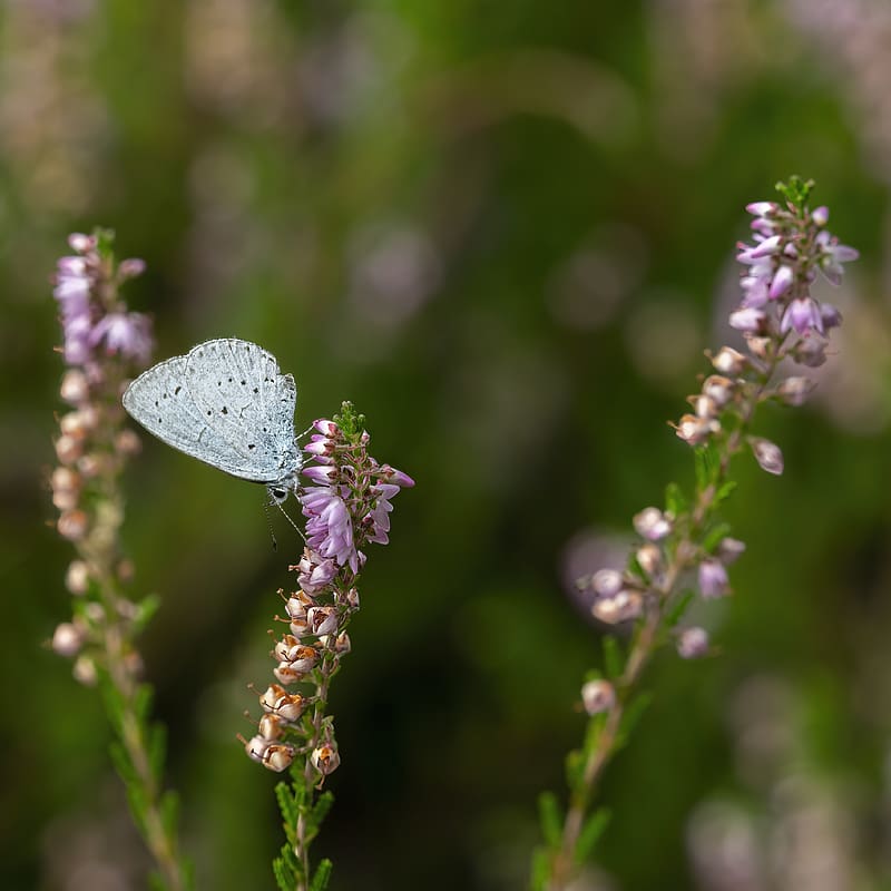 lycaenidae, butterfly, flowers, macro, blur, HD phone wallpaper