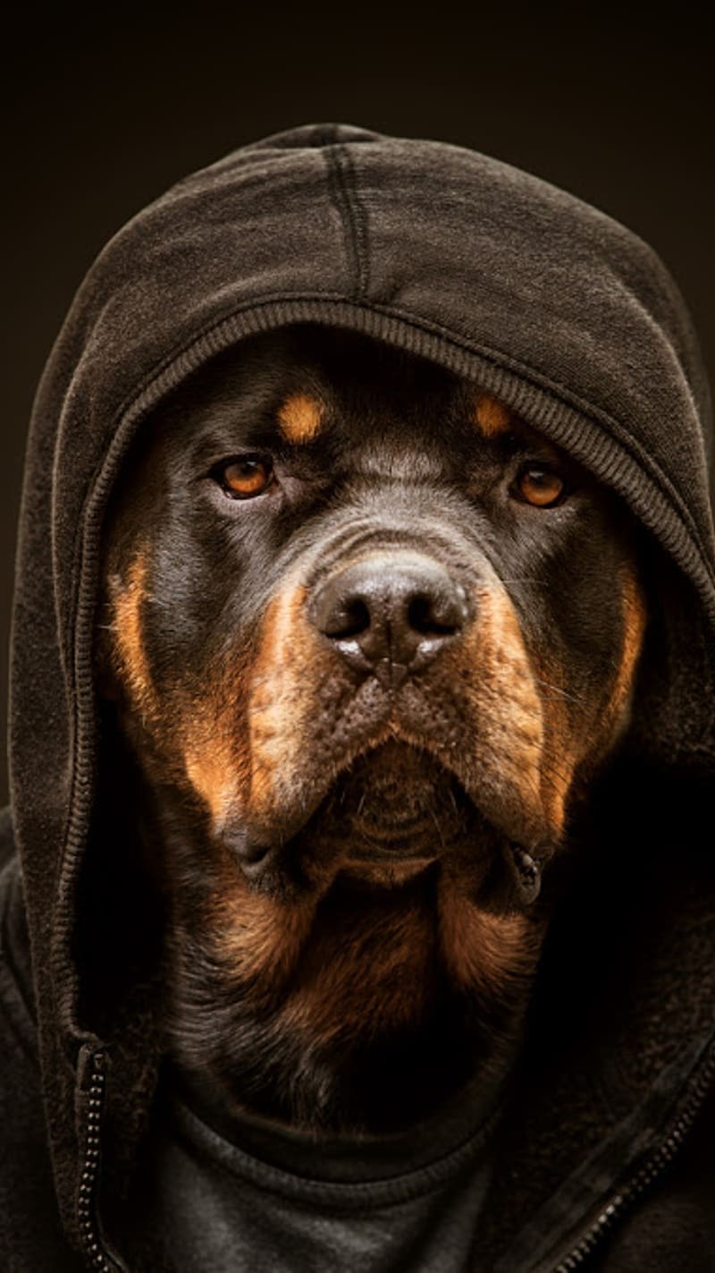 Rottweiler Dog Wearing Hoodie, rottweiler dog, wearing hoodie, black, animal, pet, domestic, HD phone wallpaper