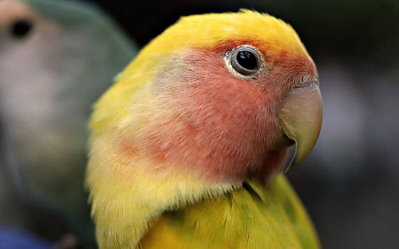 sun parakeet-Bird graphy, HD wallpaper