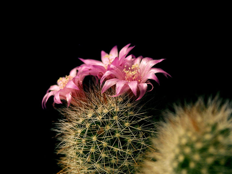 Cactus flower, black, pink, close-up, HD wallpaper