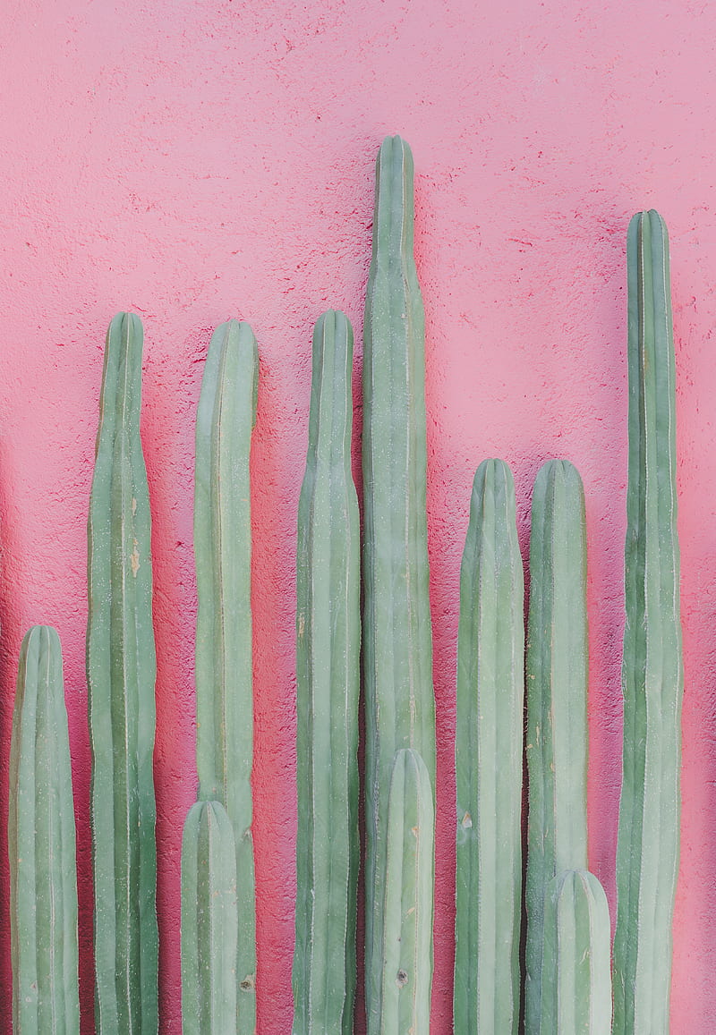 Long green cacti on pink background, HD phone wallpaper