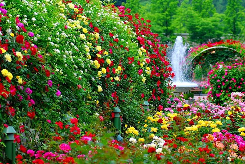 Beautiful garden!, fountain, bonito, park, roses, floral, green, bridge,  plants, HD wallpaper | Peakpx