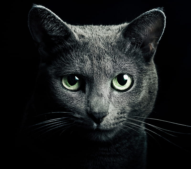 CAT, breed, eye, green, light, HD wallpaper