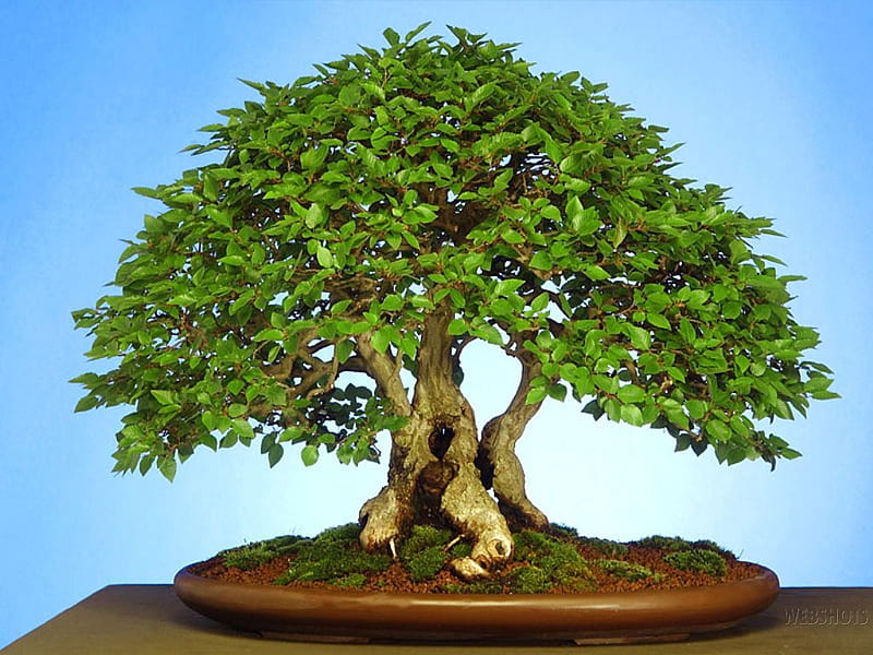bonsai, tree, japan, HD wallpaper