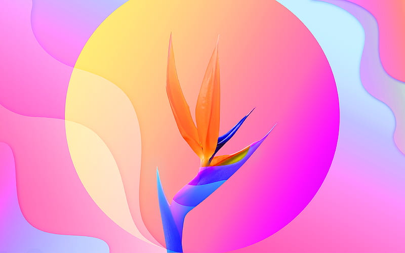 Flowers Of Paradise , artist, artwork, digital-art, behance, HD wallpaper