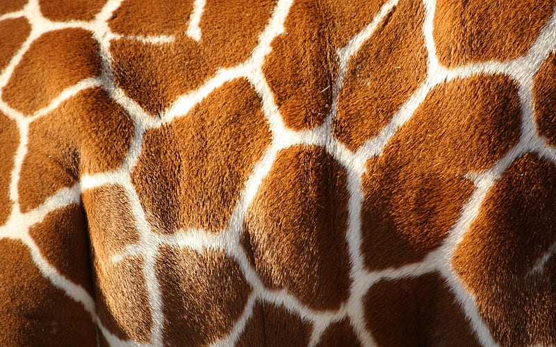 *** TEXTURE ***, giraffes, brow, color, animals, animal, HD wallpaper