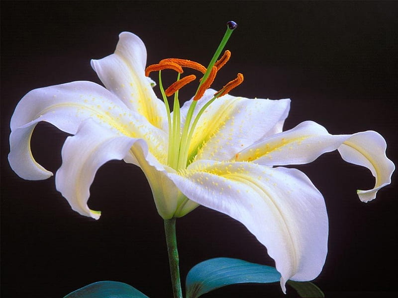 Beautiful White Iris, flowers, single, soft, white, HD wallpaper