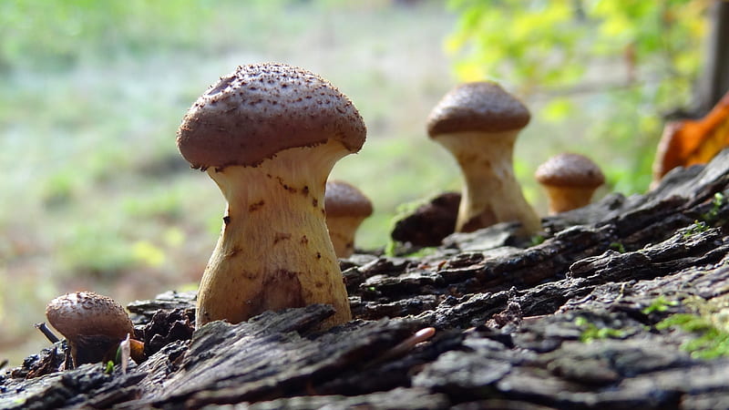 Autumn Mushrooms, forest, romantic, makro, mushrooms, magic, home screen, HD wallpaper