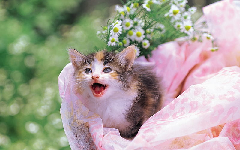 Meow cat-a small basket of flowers in the cat, HD wallpaper