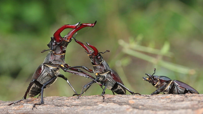 Stag Beetles-Fighting for a woman, people, entertainment, nature, technology, animals, other, HD wallpaper