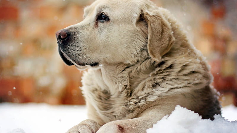 pensive dog, pensive, snow, canine, dog, HD wallpaper