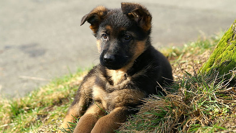 German Shepherd Puppy, resting, cute, pup, watcog, HD wallpaper | Peakpx