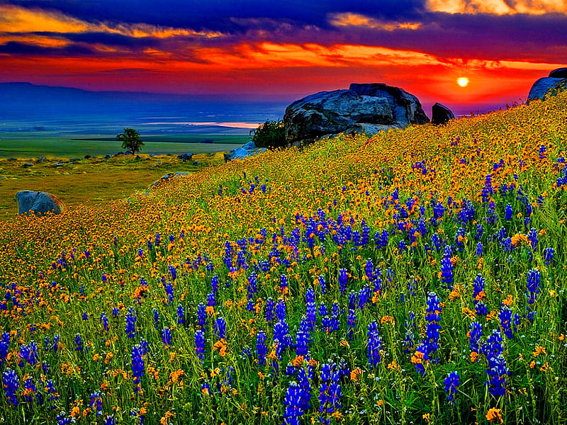 Sunset over mountain slope, sun, rock, bonito, sunset, sky, clouds, floral, sundown, mountain, summer, slope, flowers, nature, field, meadow, HD wallpaper