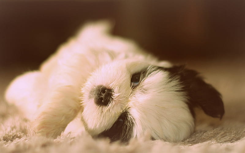 Shih Tzu, white black puppy, cute little dog, pets, blue eyes, dogs, Chrysanthemum Dog, HD wallpaper