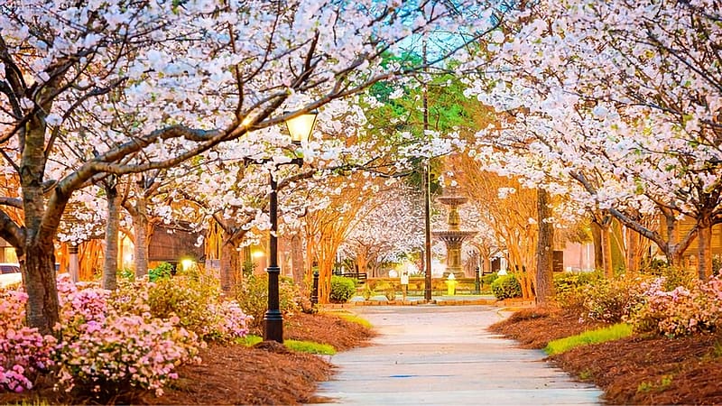 Spring In A Park At Macon, Georgia, landscape, path, blossoms, trees, usa, HD wallpaper