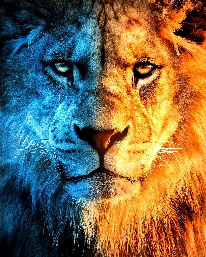 Angry lion art HD wallpapers  Pxfuel