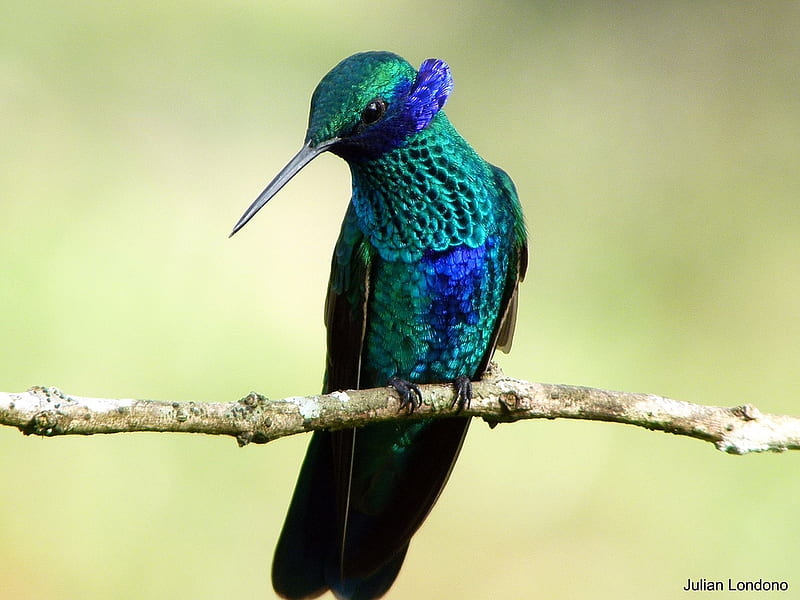 Hummingbird, cute, humming-bird, bird, green, pasare, colibri, branch, blue, HD wallpaper